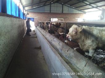 荊門肉牛養殖 技術與市場前景分析